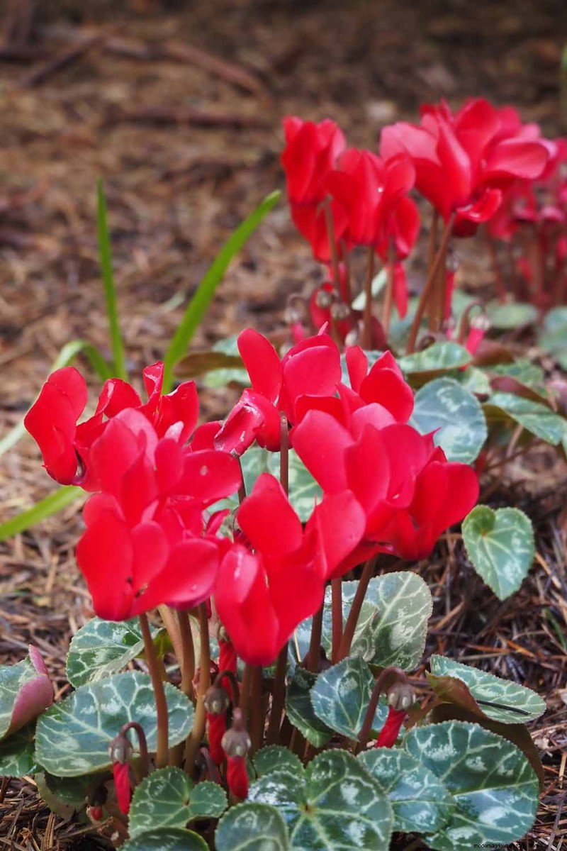 Grow Hardy Cyclamen: A Practical Guide to Winter Color and Shade Garden Success