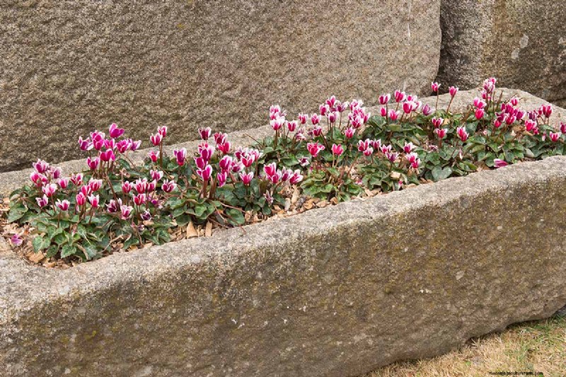 Grow Hardy Cyclamen: A Practical Guide to Winter Color and Shade Garden Success