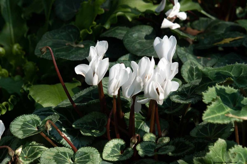 Grow Hardy Cyclamen: A Practical Guide to Winter Color and Shade Garden Success