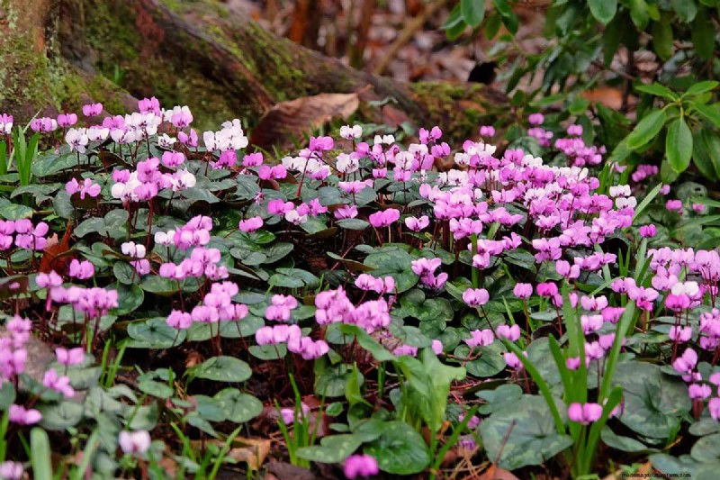 Grow Hardy Cyclamen: A Practical Guide to Winter Color and Shade Garden Success