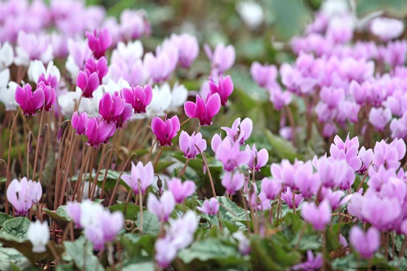 Grow Hardy Cyclamen: A Practical Guide to Winter Color and Shade Garden Success