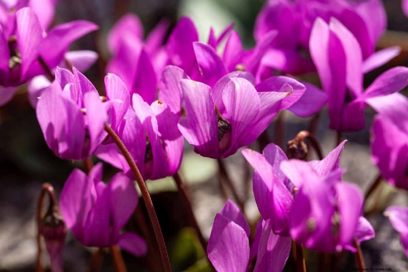 Grow Hardy Cyclamen: A Practical Guide to Winter Color and Shade Garden Success