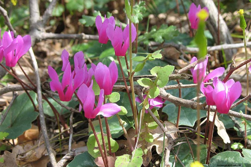 Grow Hardy Cyclamen: A Practical Guide to Winter Color and Shade Garden Success