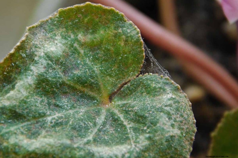 Grow Hardy Cyclamen: A Practical Guide to Winter Color and Shade Garden Success