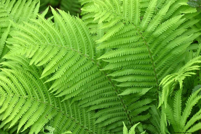 How to Grow Ostrich Ferns (Matteuccia struthiopteris): A Complete Care Guide