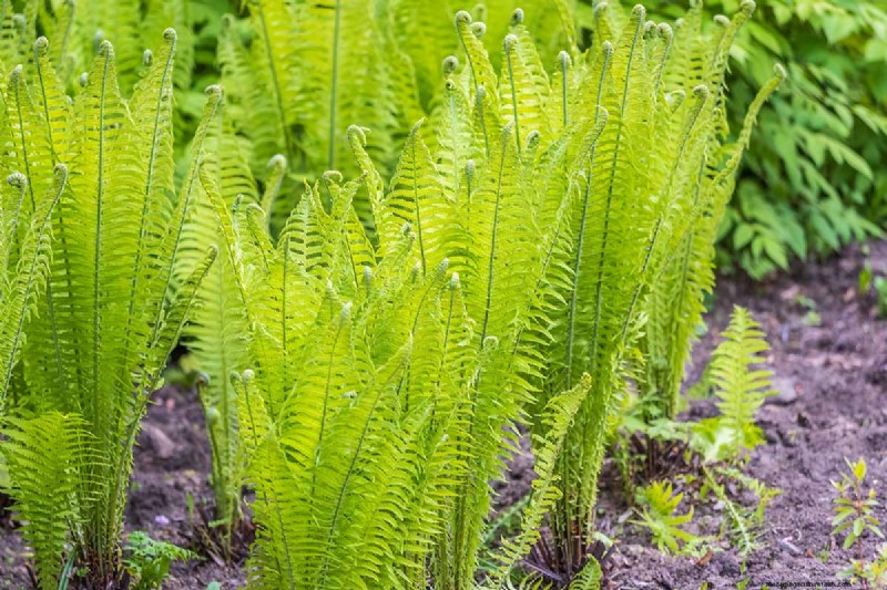 How to Grow Ostrich Ferns (Matteuccia struthiopteris): A Complete Care Guide