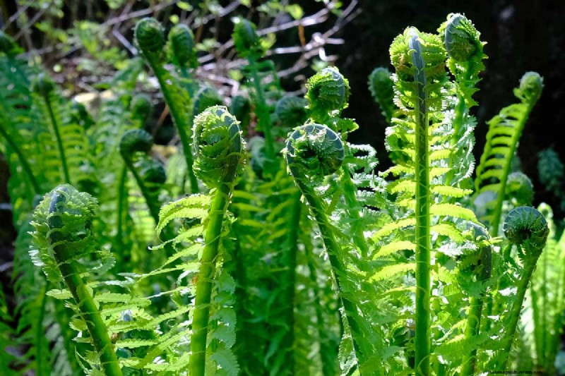 How to Grow Ostrich Ferns (Matteuccia struthiopteris): A Complete Care Guide