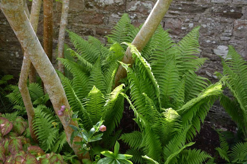 How to Grow Ostrich Ferns (Matteuccia struthiopteris): A Complete Care Guide