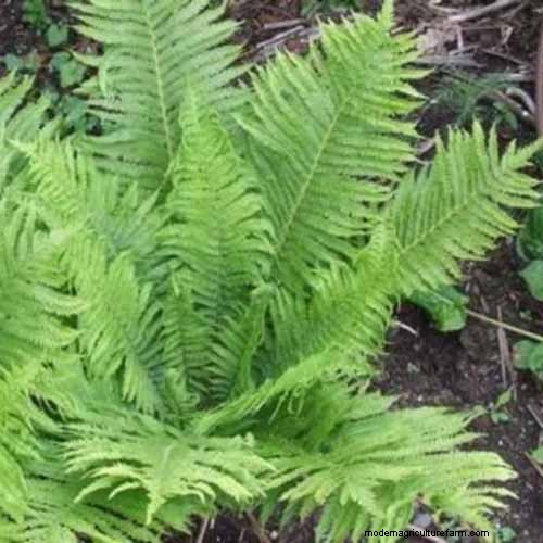 How to Grow Ostrich Ferns (Matteuccia struthiopteris): A Complete Care Guide