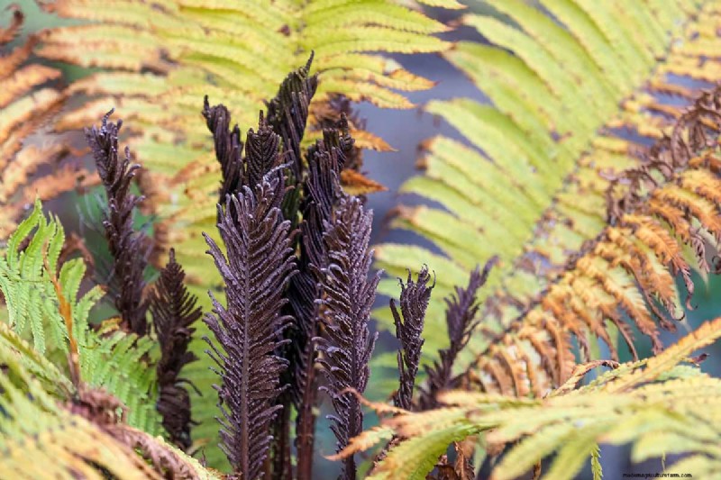 How to Grow Ostrich Ferns (Matteuccia struthiopteris): A Complete Care Guide