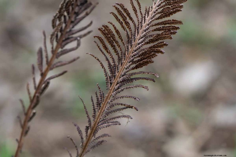 How to Grow Ostrich Ferns (Matteuccia struthiopteris): A Complete Care Guide