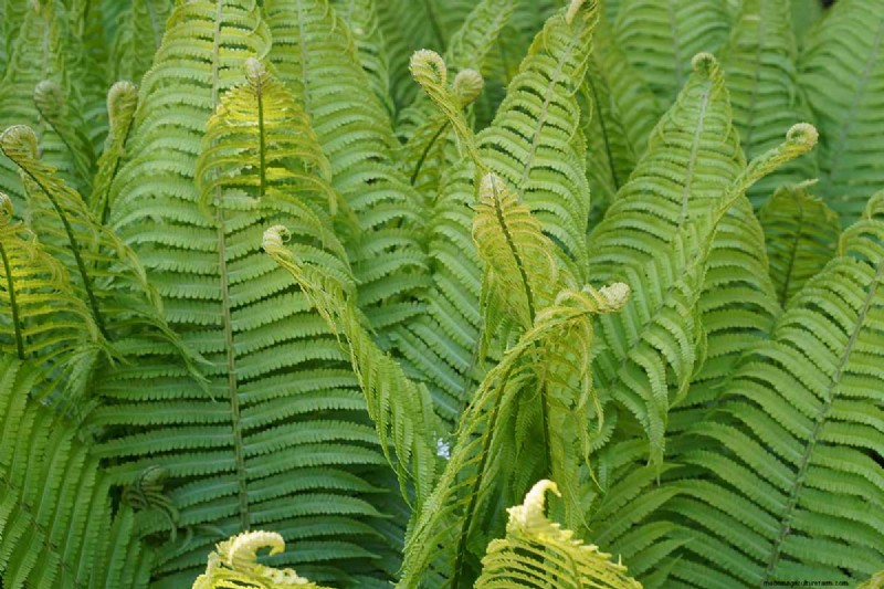 How to Grow Ostrich Ferns (Matteuccia struthiopteris): A Complete Care Guide