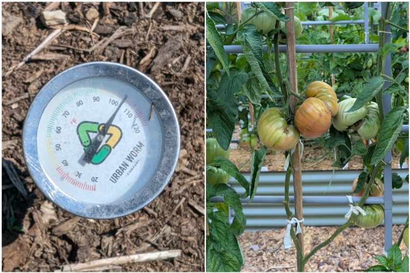 Facing a Heat Wave? Equip Your Tomato Plants with a Proven Survival Kit