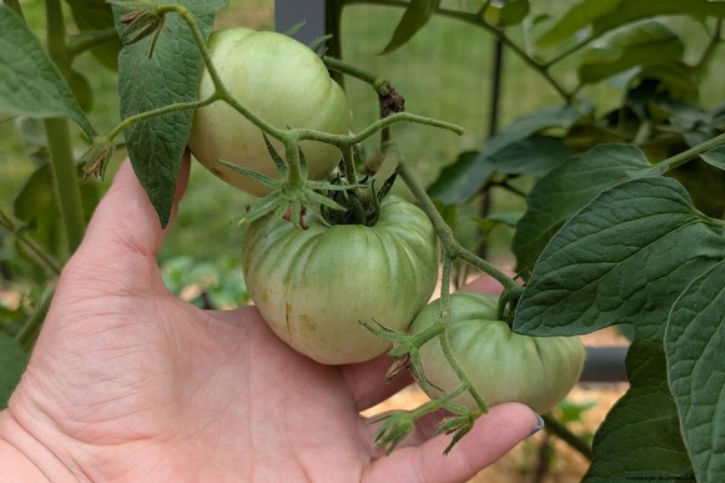 Facing a Heat Wave? Equip Your Tomato Plants with a Proven Survival Kit