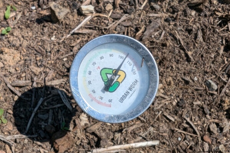 Facing a Heat Wave? Equip Your Tomato Plants with a Proven Survival Kit