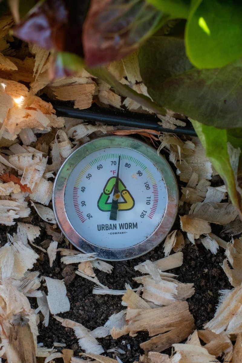 Facing a Heat Wave? Equip Your Tomato Plants with a Proven Survival Kit