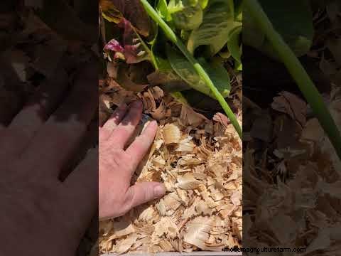 Facing a Heat Wave? Equip Your Tomato Plants with a Proven Survival Kit