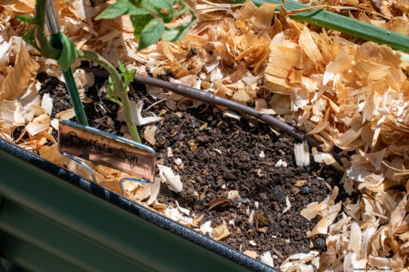 Facing a Heat Wave? Equip Your Tomato Plants with a Proven Survival Kit