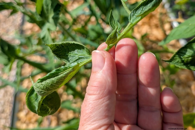 Why Are Tomato Leaves Curling? Identify Causes & Fix Them Quickly