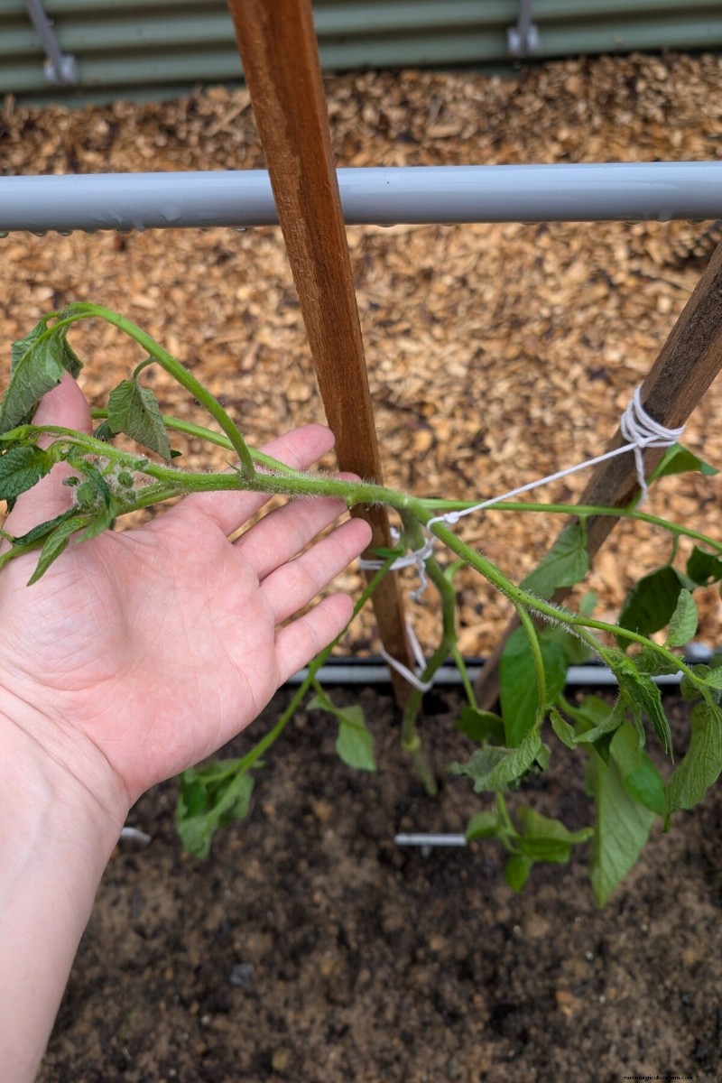 Why Are Tomato Leaves Curling? Identify Causes & Fix Them Quickly