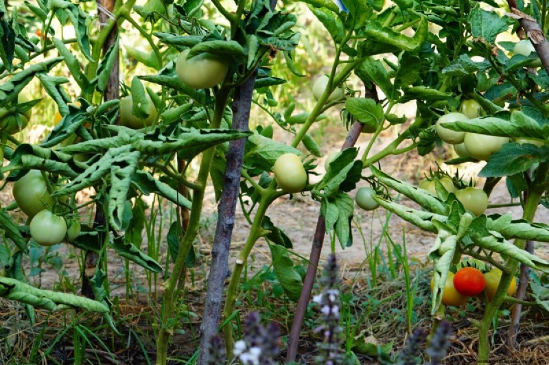 Why Are Tomato Leaves Curling? Identify Causes & Fix Them Quickly