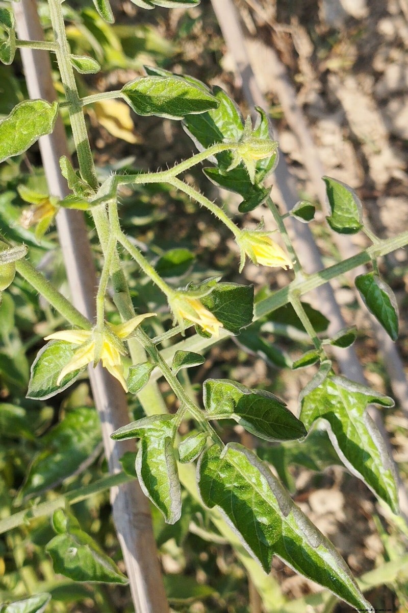 Why Are Tomato Leaves Curling? Identify Causes & Fix Them Quickly