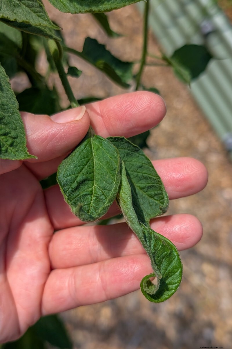 Why Are Tomato Leaves Curling? Identify Causes & Fix Them Quickly
