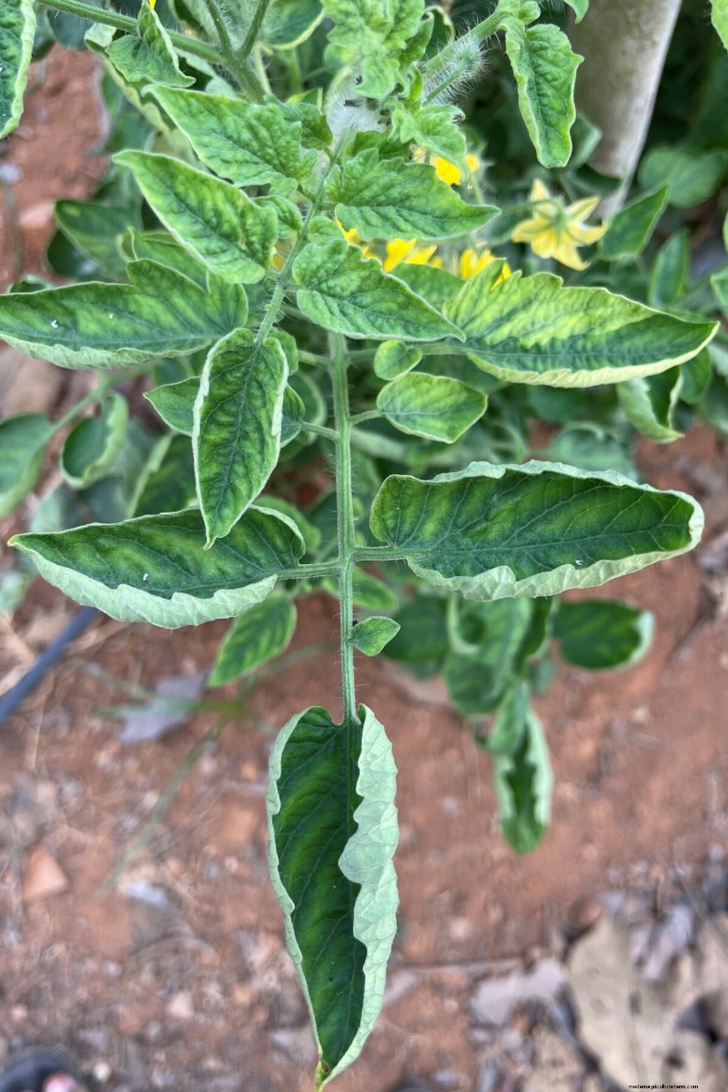 Why Are Tomato Leaves Curling? Identify Causes & Fix Them Quickly