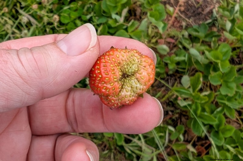 Unlock Big, Juicy Strawberries: The Crucial Role of Pollination