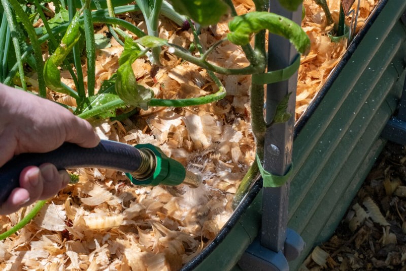 How Much Water Do Tomatoes Need? A Modern Guide to Deep vs. Frequent Irrigation