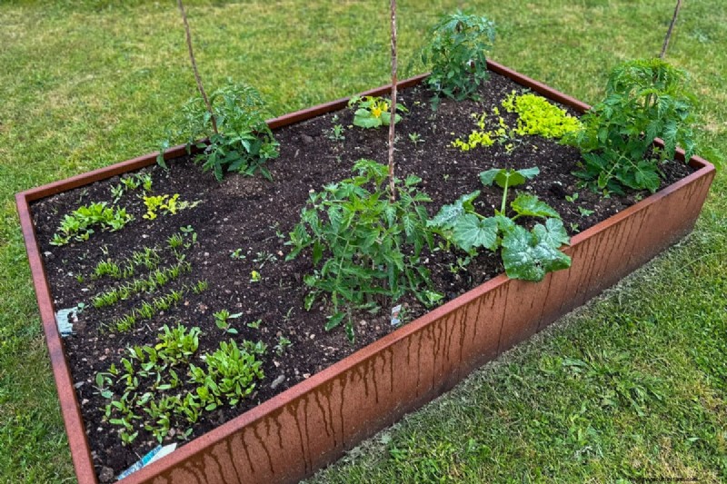 How Much Water Do Tomatoes Need? A Modern Guide to Deep vs. Frequent Irrigation