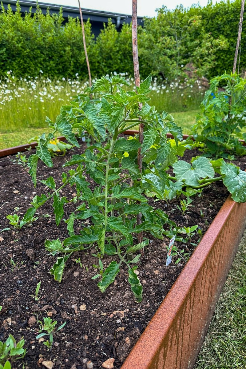 How Much Water Do Tomatoes Need? A Modern Guide to Deep vs. Frequent Irrigation