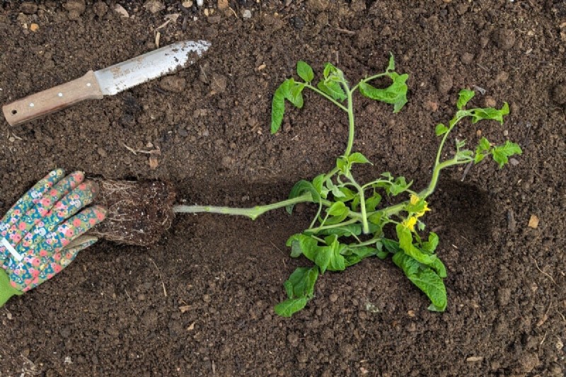 How Much Water Do Tomatoes Need? A Modern Guide to Deep vs. Frequent Irrigation