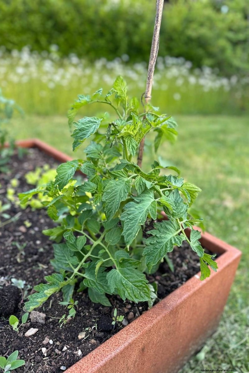 How Much Water Do Tomatoes Need? A Modern Guide to Deep vs. Frequent Irrigation