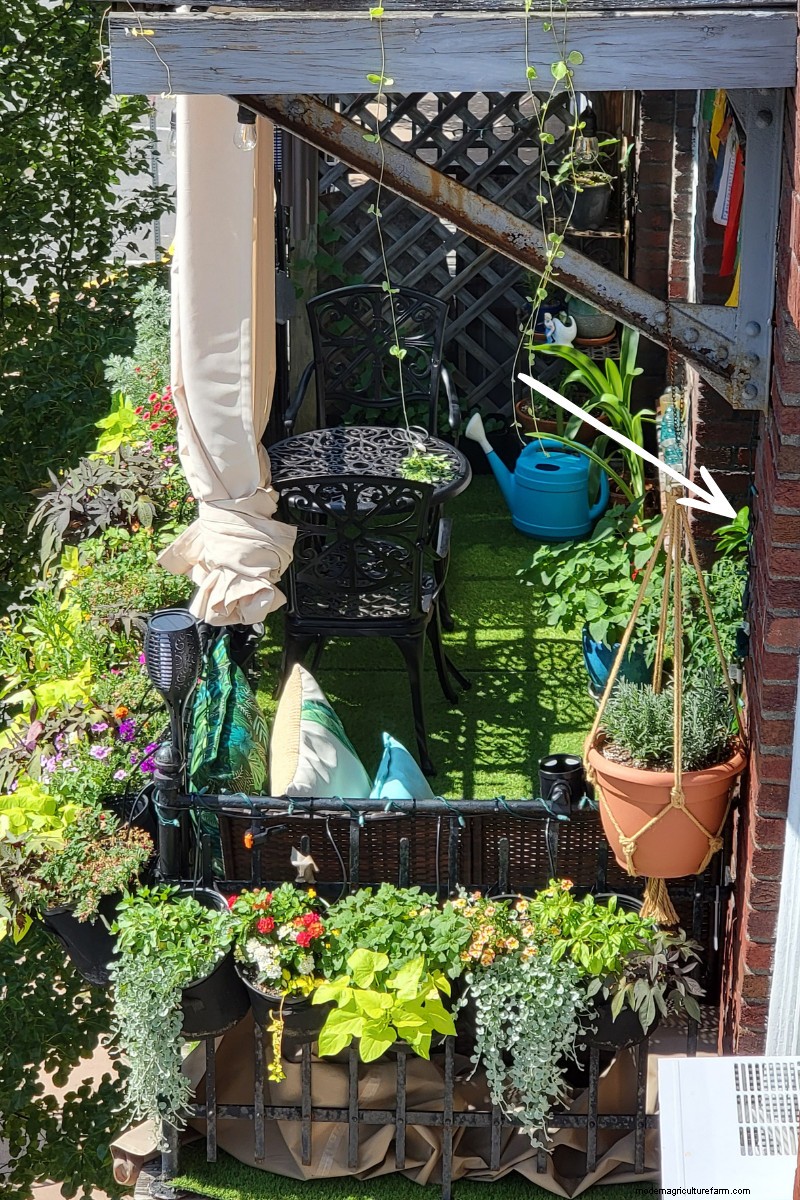 How Much Water Do Tomatoes Need? A Modern Guide to Deep vs. Frequent Irrigation