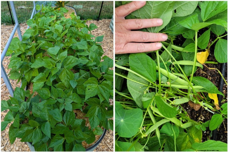 Maximize Your Bean Harvest: Expert Tips for Thriving Legumes