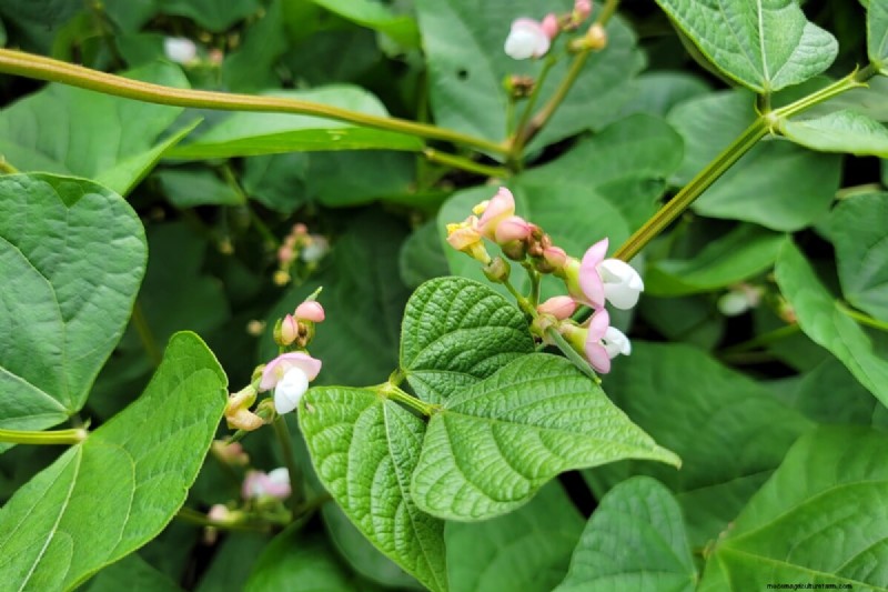 Maximize Your Bean Harvest: Expert Tips for Thriving Legumes