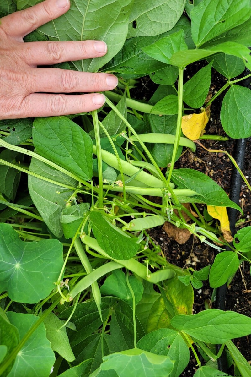 Maximize Your Bean Harvest: Expert Tips for Thriving Legumes