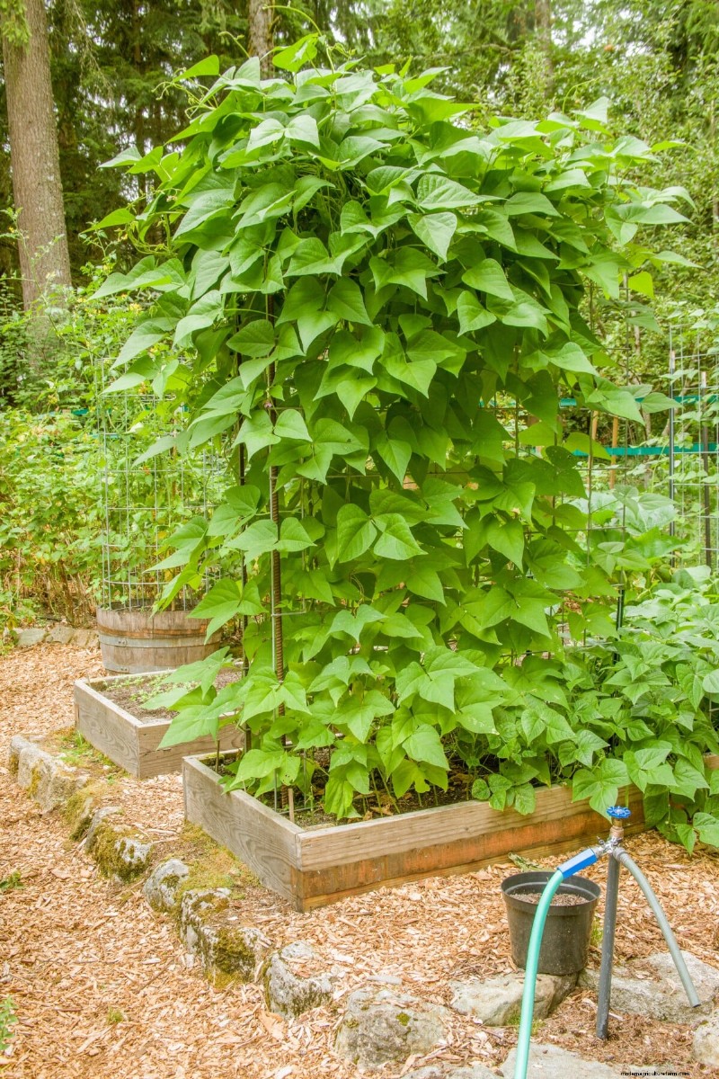 Maximize Your Bean Harvest: Expert Tips for Thriving Legumes