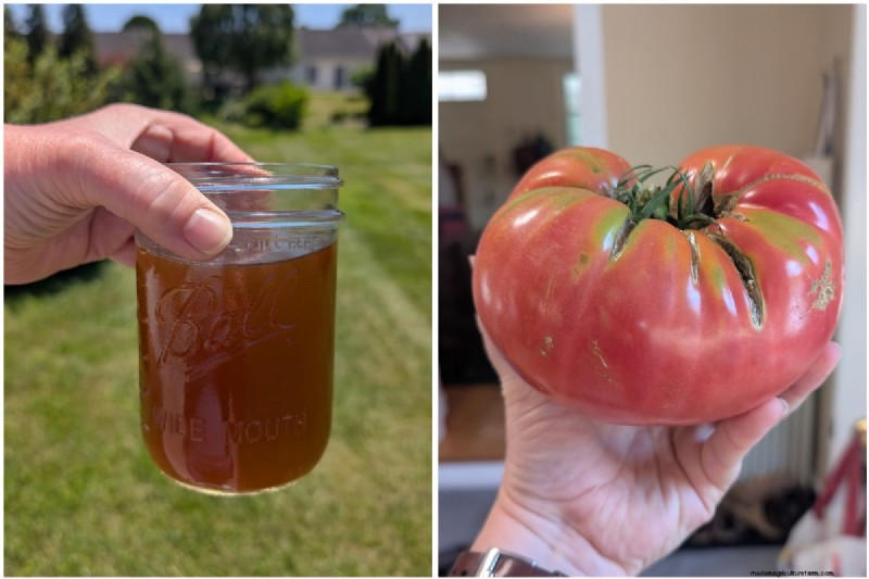 Professional Tomato Feeding Routine That Yields Juicy Harvests Every Year