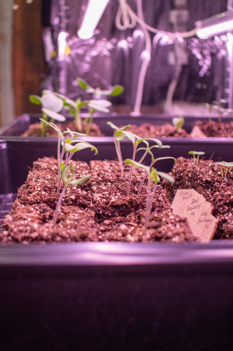 Professional Tomato Feeding Routine That Yields Juicy Harvests Every Year