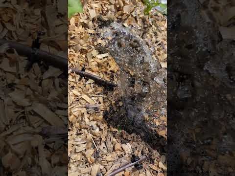 Why Seed Tape Falls Short – Meet the Water‑Soluble Solution That Fixes It