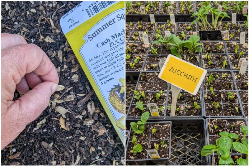 Zucchini & Summer Squash: Direct Sow vs. Transplant – Which Method Delivers the Best Yield?