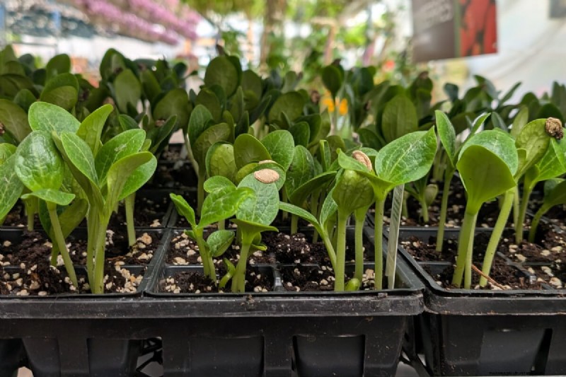 Zucchini & Summer Squash: Direct Sow vs. Transplant – Which Method Delivers the Best Yield?