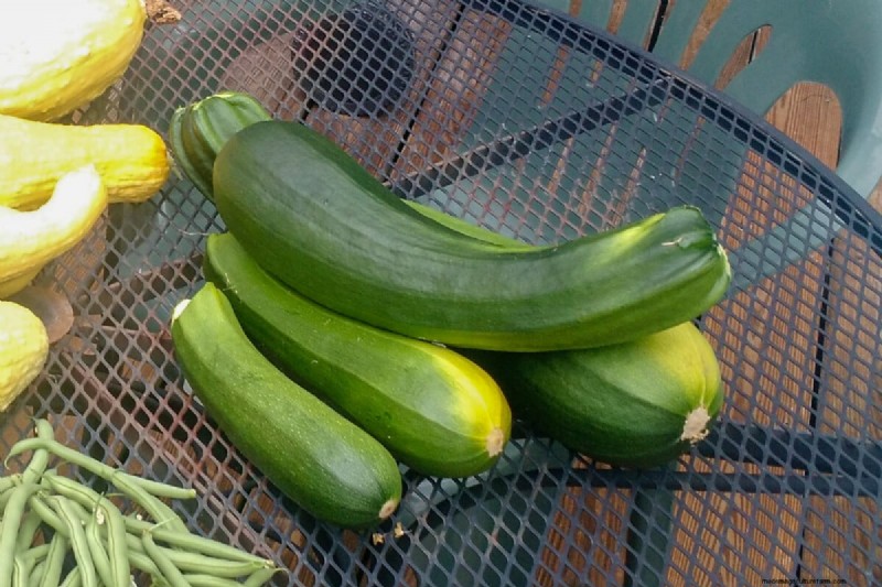 Zucchini & Summer Squash: Direct Sow vs. Transplant – Which Method Delivers the Best Yield?