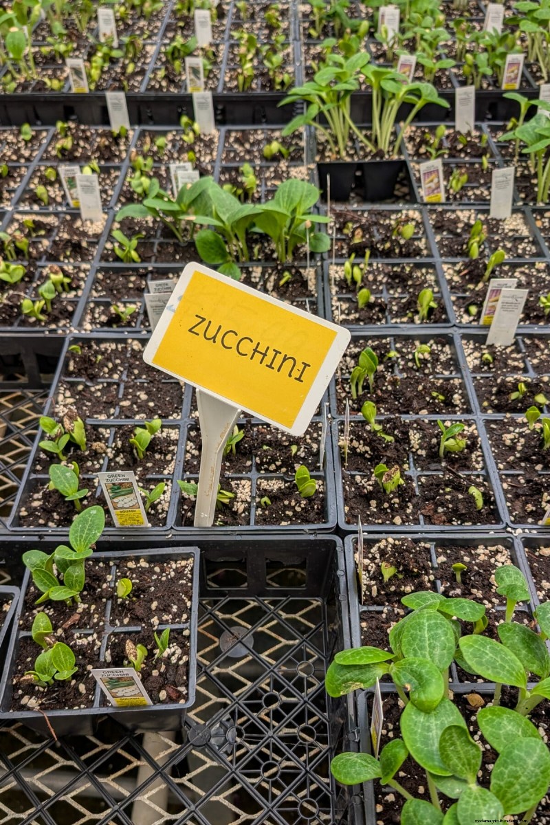 Zucchini & Summer Squash: Direct Sow vs. Transplant – Which Method Delivers the Best Yield?
