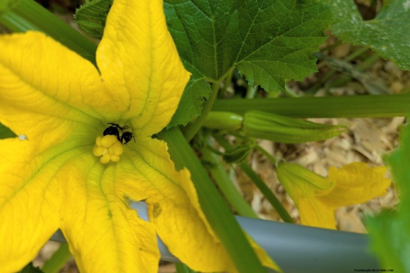 Zucchini & Summer Squash: Direct Sow vs. Transplant – Which Method Delivers the Best Yield?