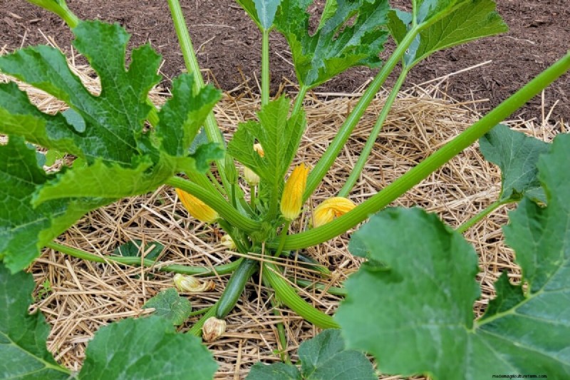 Zucchini & Summer Squash: Direct Sow vs. Transplant – Which Method Delivers the Best Yield?