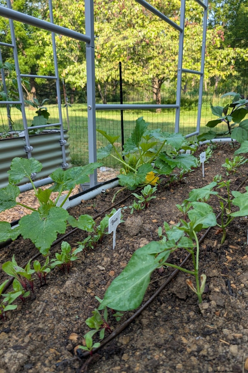 Zucchini & Summer Squash: Direct Sow vs. Transplant – Which Method Delivers the Best Yield?