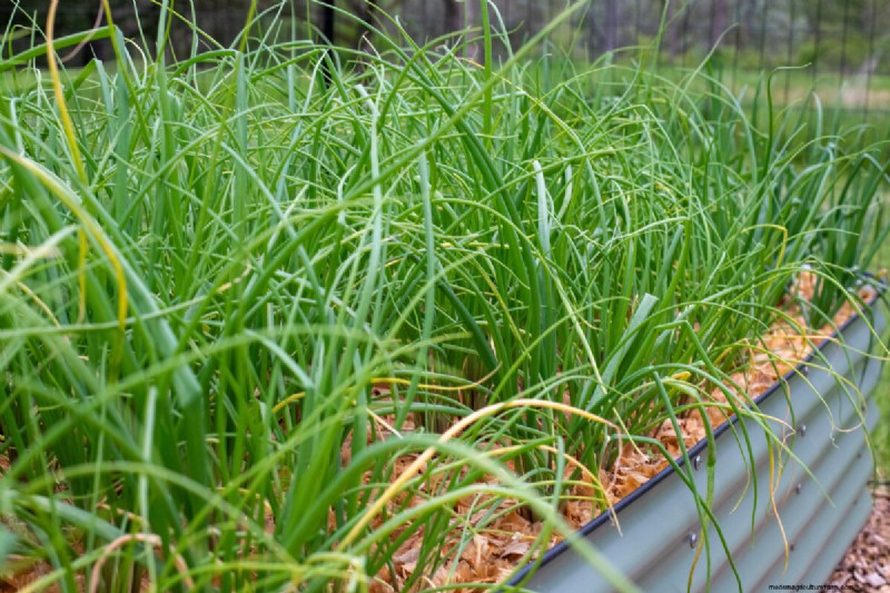 7 Late‑Spring Tasks to Simplify Your Summer Garden
